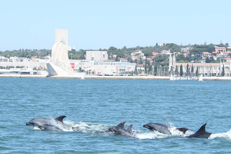 Grupo de delfines 